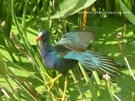 purple gallinule in Wakodahatchee Wetlands
