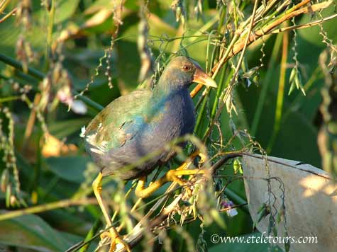 purple gallinule amidst fireflag plants in Wakodahatchee Wetlands