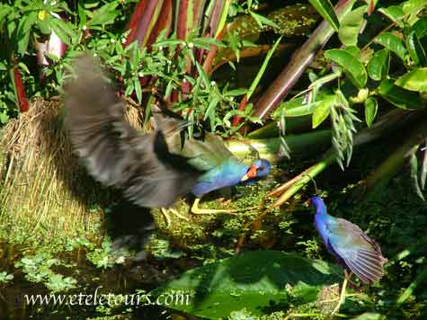 purple gallinue with fluttering wings in Wakoahatchee Wetlands