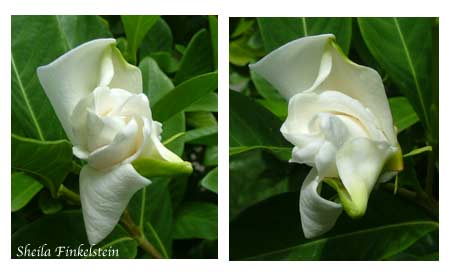2 gardenias in a composite using Photoshop elements 3