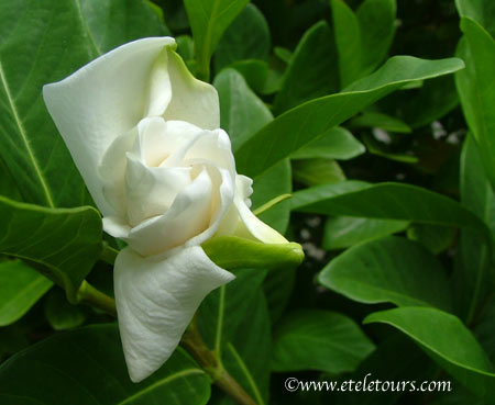 gardenia featured in Picture to Ponder ezine