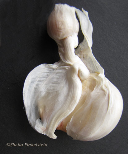matching garlic parts