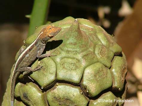 close-up of a gecko on a seed pod in American Orchid Society Gardens