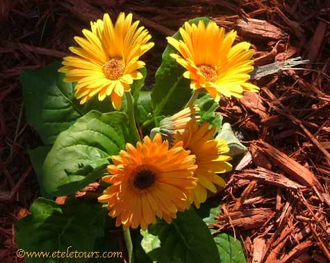 yellow gerber daisy in Picture to Ponder