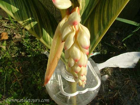shell ginger flower buds