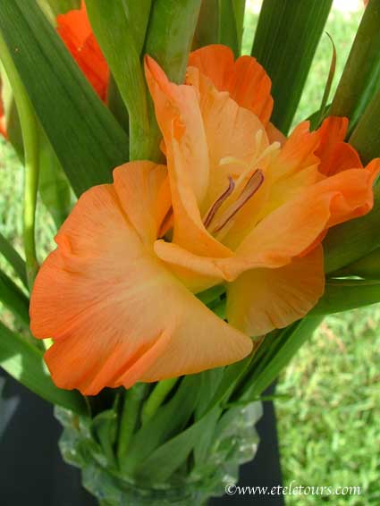 orange gladiolus