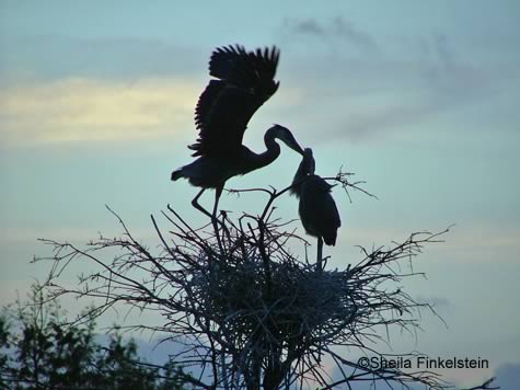 Raised wing Great Blue Heron Babes at sunset at Wakodahatchee Wetlands
