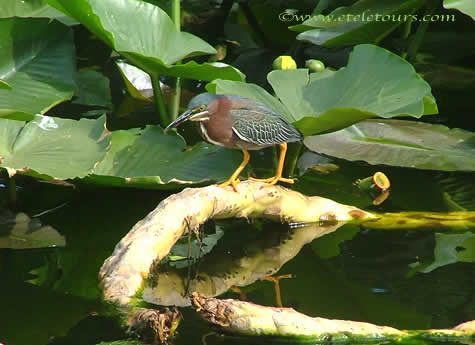 little green heron on spatterdock plant in Wakodahatchee Wetlands