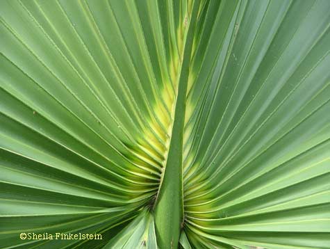 heart in a palm tree leaf