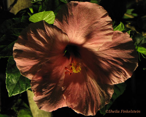 hibiscus in shadows at night