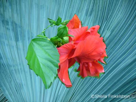 red hibiscus on palm frond leaf