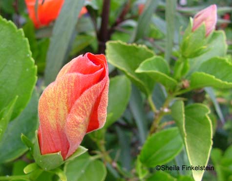 orange hibiscus bud