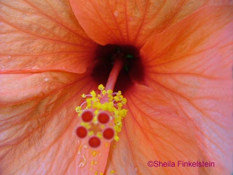 orange hibiscus center