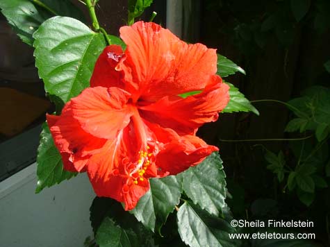 red-orange hibiscus