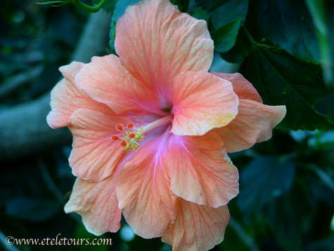 orange yellow hibiscus with pink center