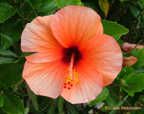 orange hibiscus1 - 507