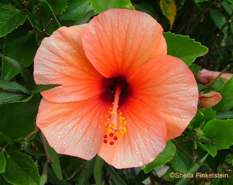 orange  hibiscus with rain drops