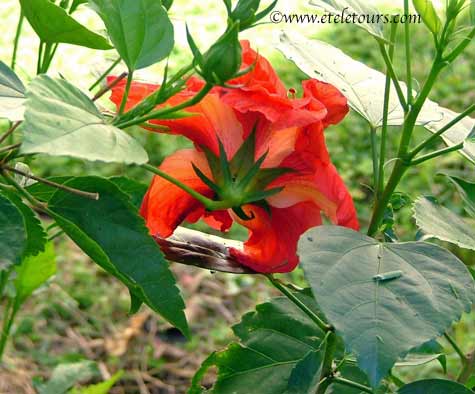 underside of a red-orange hibiscus