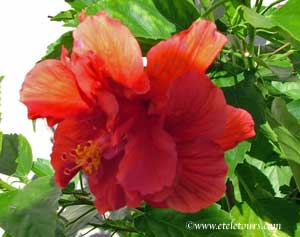front of red-orange hibiscus