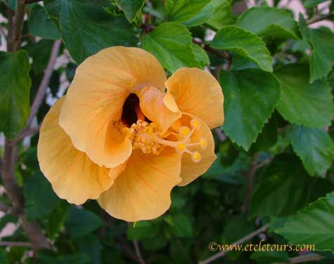 yellow hibiscus questions with its eye