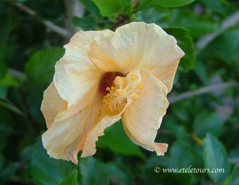 hibiscus yellow with rain drops