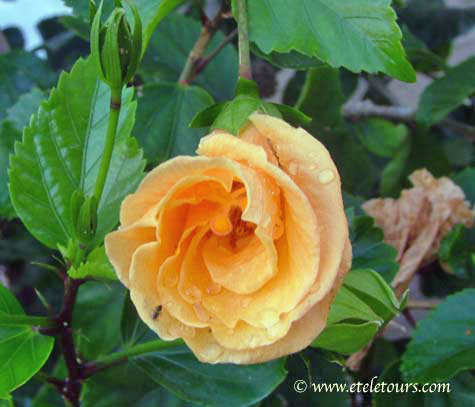 yellow hibiscus with rain drops