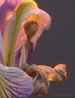 cropped photo of a wild iris - mother child in a surrey