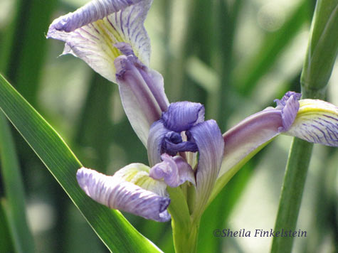 wild iris #1 in Wakodahatchee Wetlands