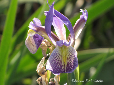 wild iris in Wakodahatchee Wetlands