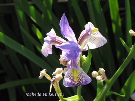 wild iris in Wakodahatchee Wetlands