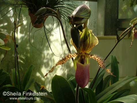 lady slipper in AOS greenhouse