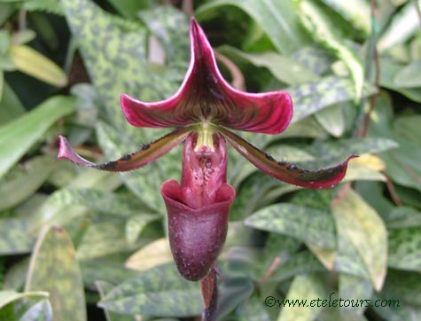 paphiopedilum wine-red colored lady slipper