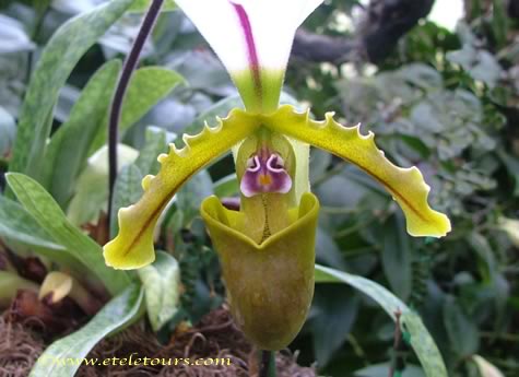 paphiopedilum -lady slipper - AOS gardens