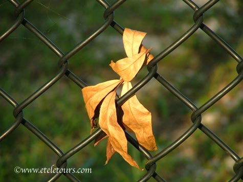 leaf in chain link fence in Wakodahatchee Wetlands