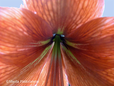 inside of an orange lily