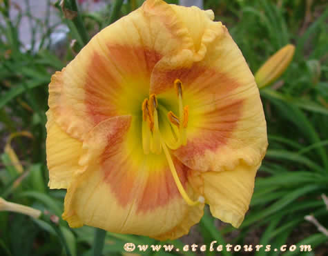 lily at Green Cay Wetlands