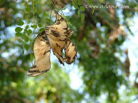 pods in tree