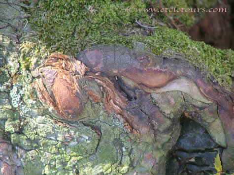 Loxahatchee Cyprus tree foot root