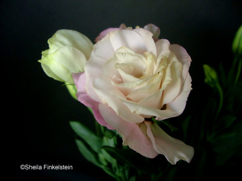 lysanthius for inspiration