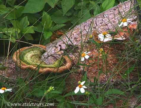 mushroom in Boynton Beach Mangrove Park