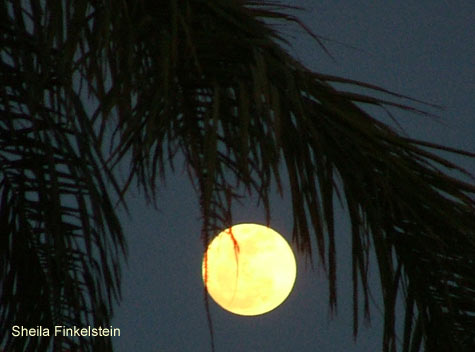 full moon with embedded leaves