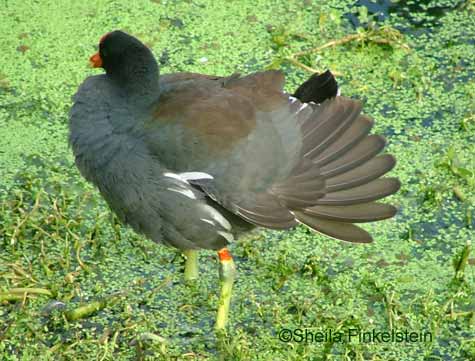 moorhen with open tail