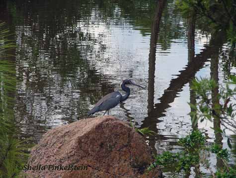 tri-colored heron on a rock at the Morikami Museum
