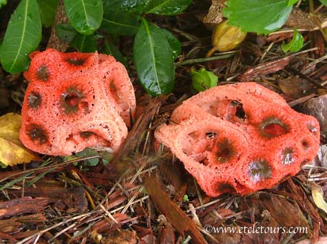 mushroom - calthus ruber