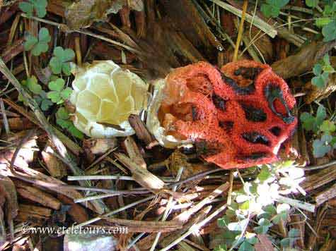 mushroom-calthus ruber case