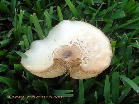 mushroom