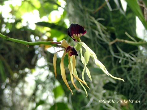 clamshell orchid - Prosthechea cochleata