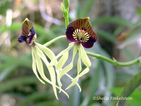 cockleshell or clamshell orchid close-up - Prosthechea cochleata