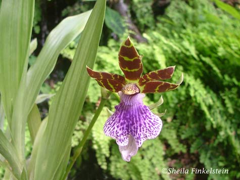 orchid dancing in AOS greenhouse
