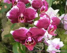 magenta orchid